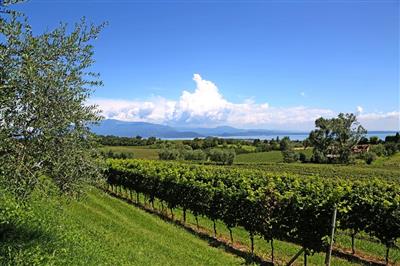 Antitesi Valtènesi Riviera del Garda Classico Doc (Rosé Wine)