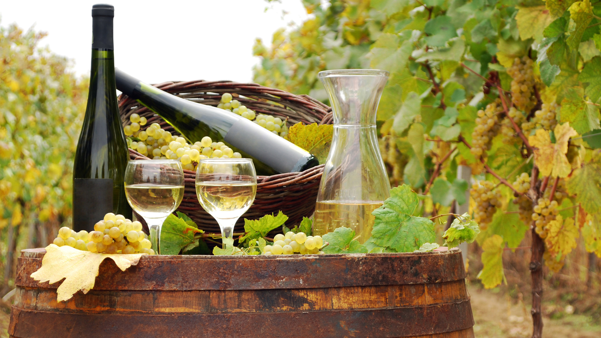 InBuyer Wine & Spirits 2025 (focus bio - session 2)