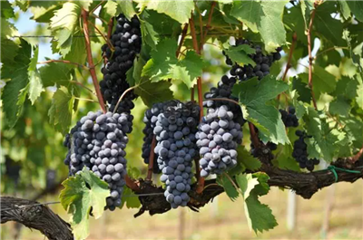 Sangiovese 1895 - red