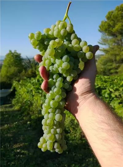 La Pettinata - white